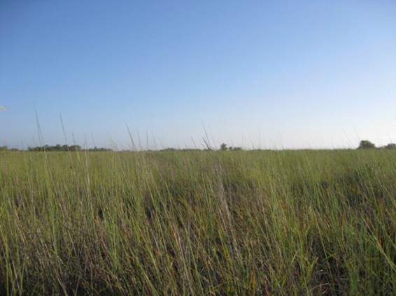 Example Gulf Coast Coastal Prairie.jpg