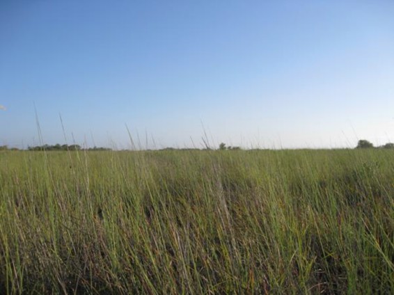 Example Gulf Coast Coastal Prairie.jpg Example Gulf Coast Coastal Prairie.jpg