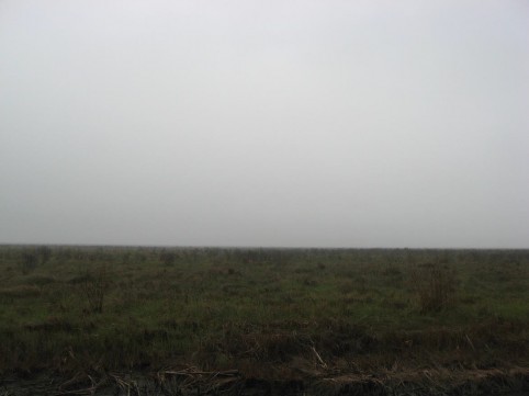 Example Gulf Coast: Salty Prairie Shrubland.jpg