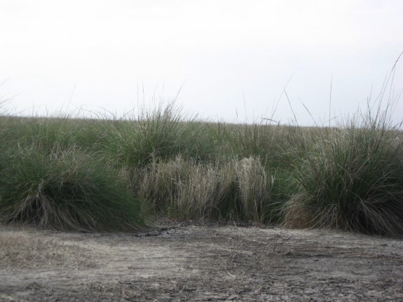 Example Gulf Coast: Salty Prairie.jpg Example Gulf Coast: Salty Prairie.jpg