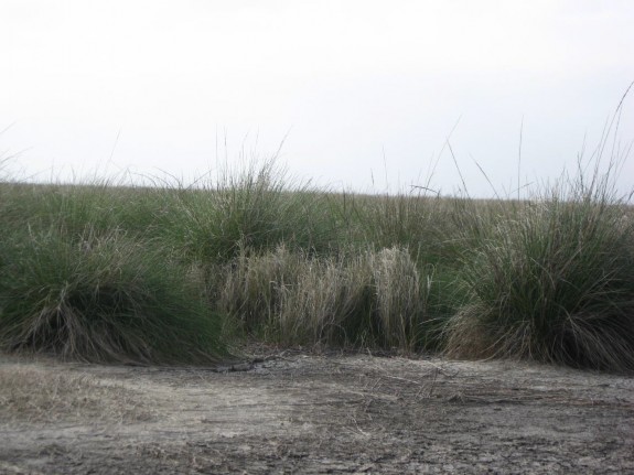 Example Gulf Coast: Salty Prairie.jpg