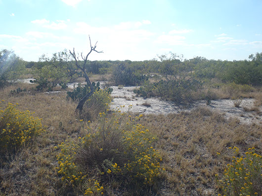 inland salty prairie-978.jpg