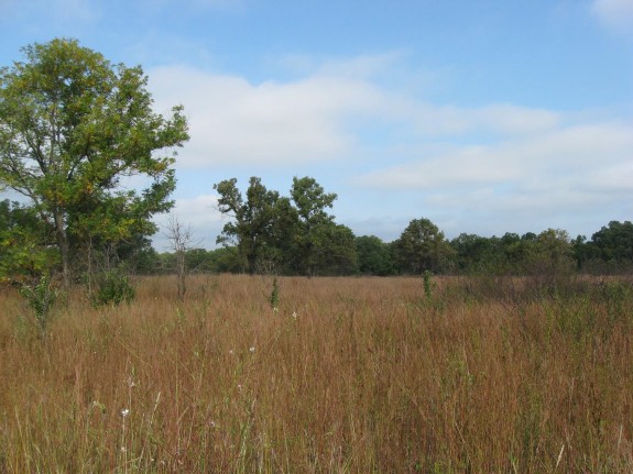 Example Pineywoods: Southern Calcareous Mixedgrass Prairie.jpg