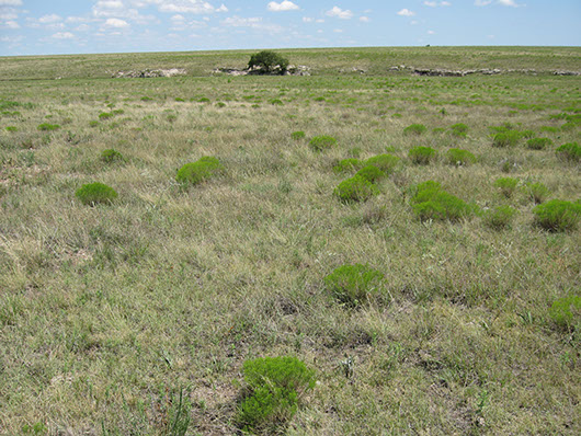 Big Spring State Park — Texas Parks & Wildlife Department