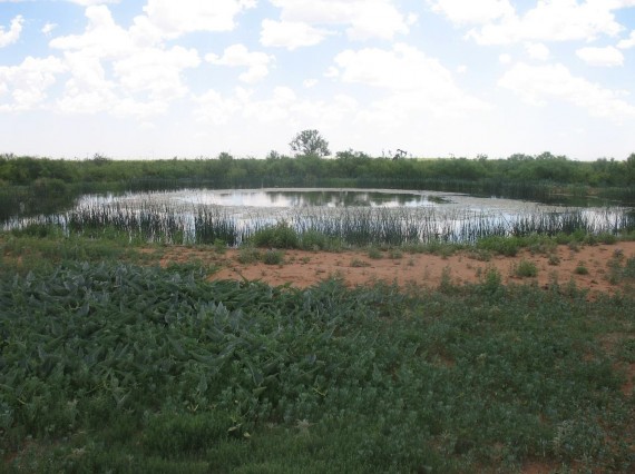 Example Edwards Plateau: Playa.jpg Example Edwards Plateau: Playa.jpg