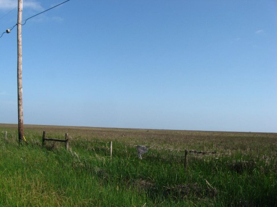 Example Chenier Plain: Fresh and Intermediate Tidal Marsh.jpg