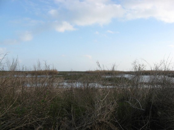 Example Chenier Plain: Fresh and Intermediate Tidal Shrub Wetland.jpg