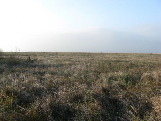 Example Chenier Plain: Salt and Brackish High Tidal Marsh.jpg