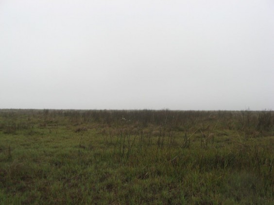 Example Chenier Plain: Salt and Brackish High Tidal Shrub Wetland.jpg