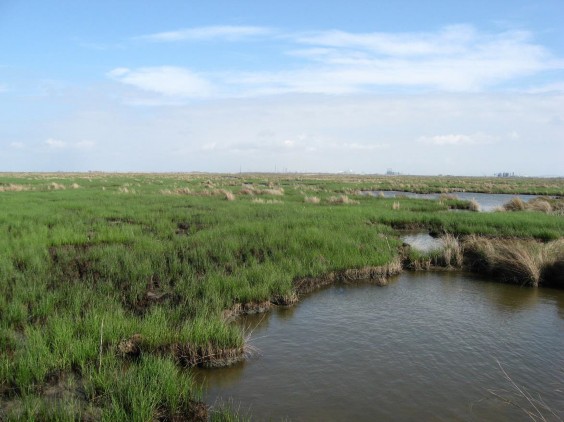Example Chenier Plain: Salt and Brackish Low Tidal Marsh.jpg