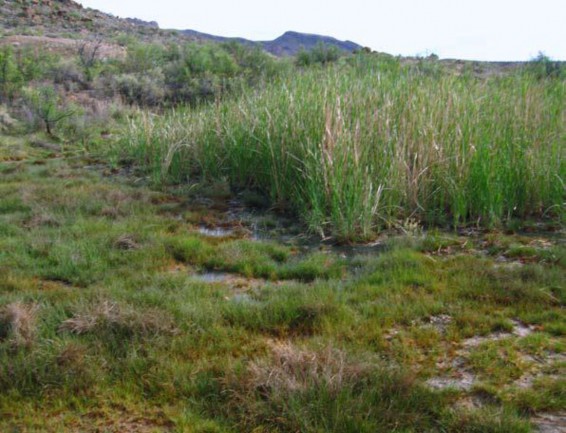 Example Trans-Pecos: Marsh.jpg Example Trans-Pecos: Marsh.jpg