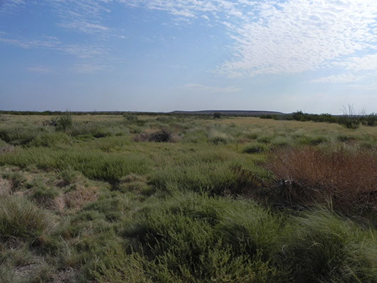 trans pecos-cienaga wetland desert-1013c.jpg