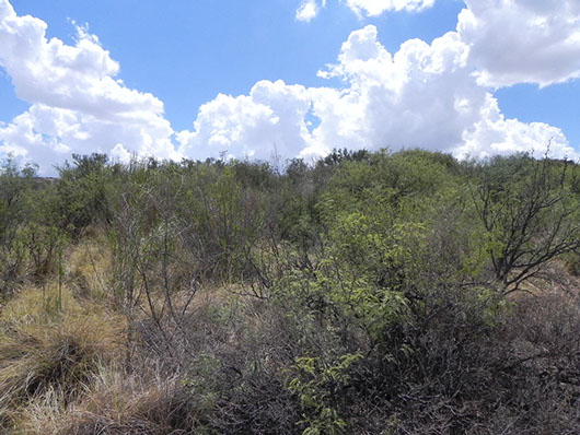 trans pecos-cienaga shrub desert-777.jpg trans pecos-cienaga shrub desert-777.jpg