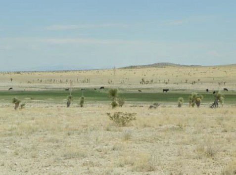 Example Trans-Pecos: Desert Playa Grassland.jpg Example Trans-Pecos: Desert Playa Grassland.jpg