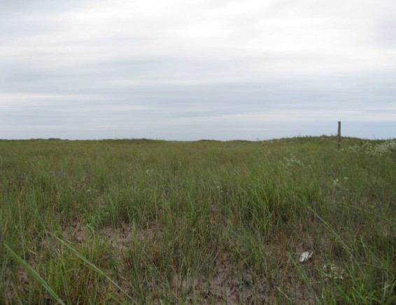 Example Coastal and Sandsheet: Deep Sand Grasslands Swale Marsh.jpg