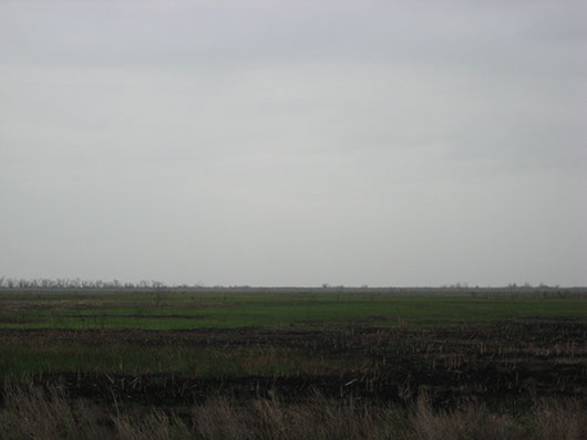 coastal-fresh and intermediate tidal marsh-1006.jpg coastal-fresh and intermediate tidal marsh-1006.jpg