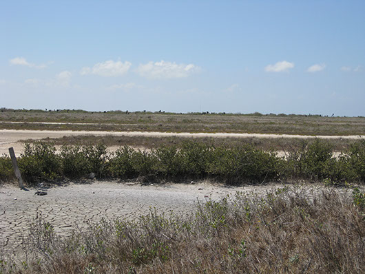 coastal-mangrove shrubland-404.jpg