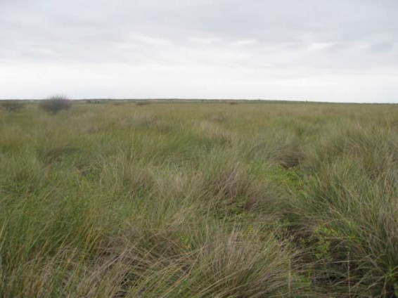 Example Coastal: Salt and Brackish High Tidal Marsh.jpg