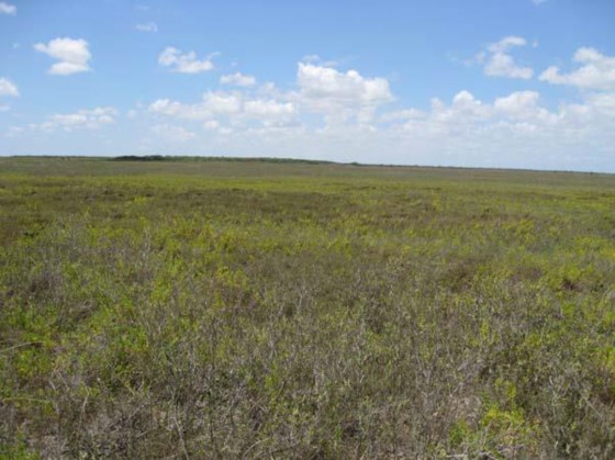 Example Coastal: Salt and Brackish High Tidal Shrub Wetland.jpg