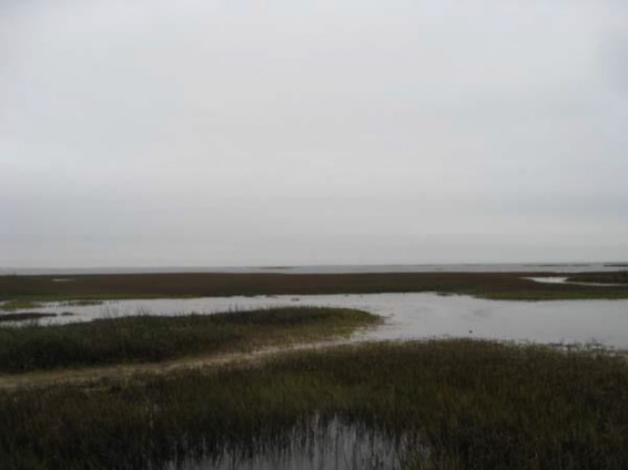 Example Coastal: Salt and Brackish Low Tidal Marsh.jpg