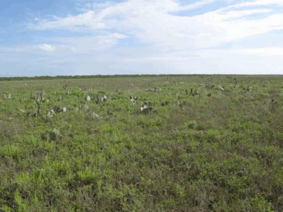 Example Coastal: Sea Ox-Eye Daisy Flats.jpg