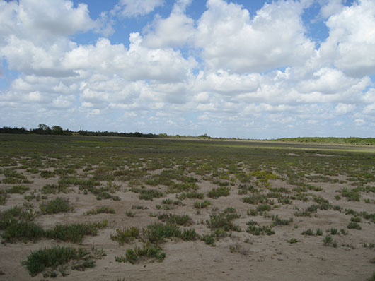 coastal-tidal flat-393.jpg