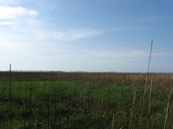 Example Gulf Coast: Coastal Prairie Pondshore.jpg