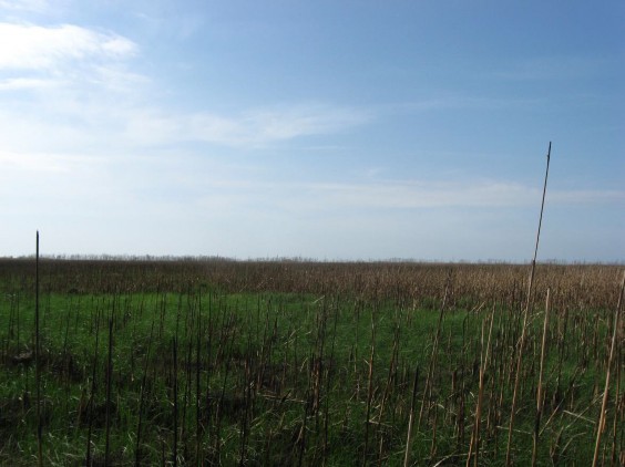 Example Gulf Coast: Coastal Prairie Pondshore.jpg Example Gulf Coast: Coastal Prairie Pondshore.jpg