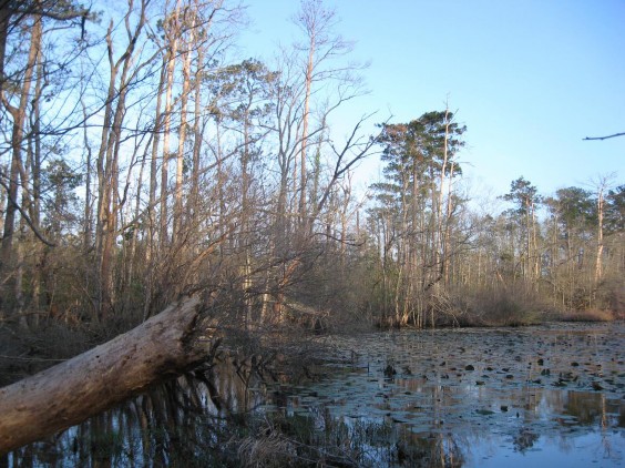 Example Pineywoods: Herbaceous Flatwoods Pond.jpg