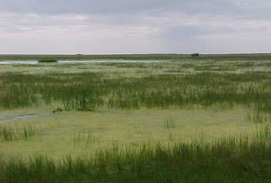 Example High Plains: Playa Marsh.jpg Example High Plains: Playa Marsh.jpg