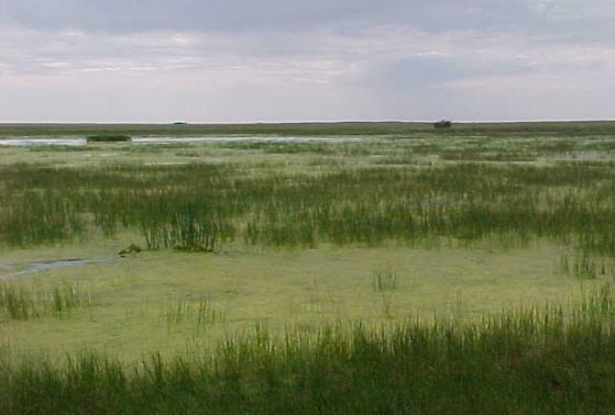 Example High Plains: Playa Marsh.jpg