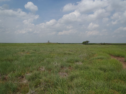 high plains-alkali sacaton grassland-321.jpg