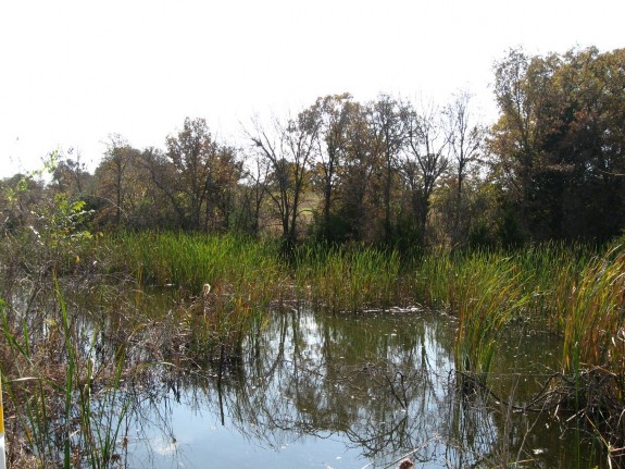 Example Marsh.jpg Example Marsh.jpg