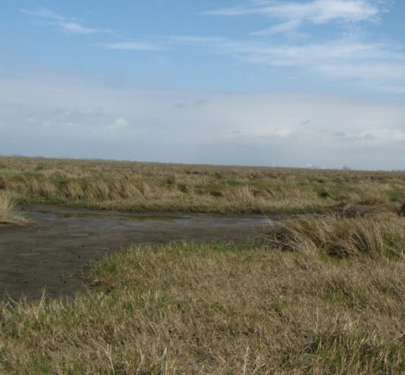 Example Mud Flat.jpg