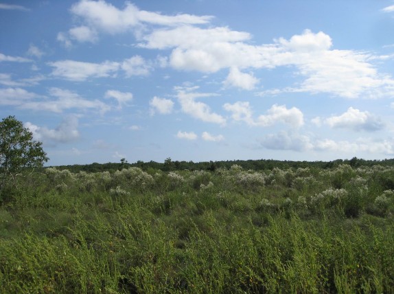 Example Native Invasive: Baccharis Shrubland.jpg