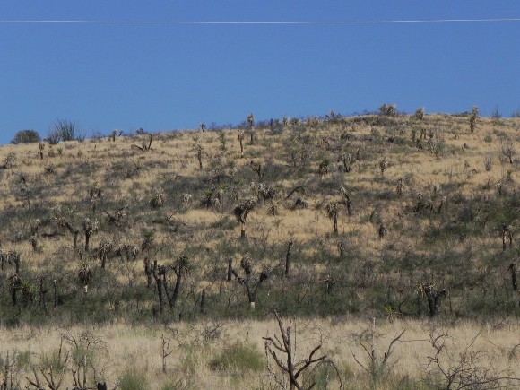 Example Native Invasive: Catclaw Shrubland.jpg Example Native Invasive: Catclaw Shrubland.jpg