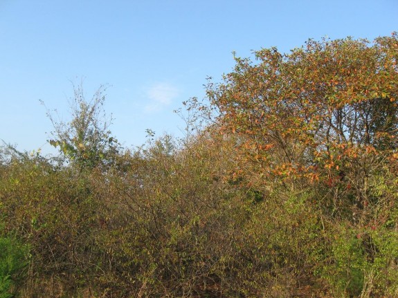 Example Native Invasive: Deciduous Shrubland.jpg