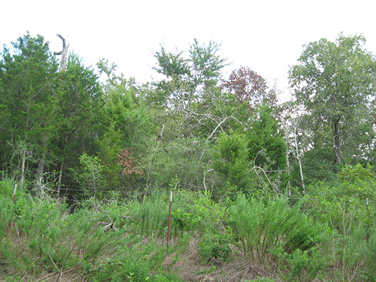 native invasive-deciduous woodland-160.jpg