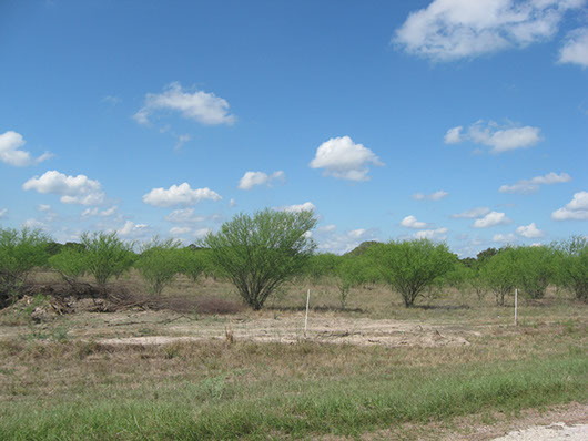 native invasive-huisache woodland or shrubland-113.jpg native invasive-huisache woodland or shrubland-113.jpg