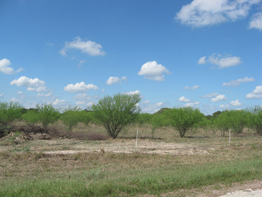 native invasive-huisache woodland or shrubland-113.jpg