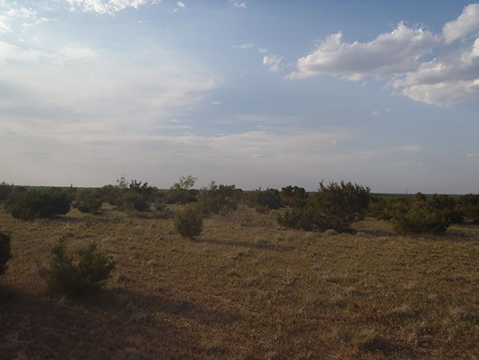 native invasive-juniper shrubland-531.jpg native invasive-juniper shrubland-531.jpg