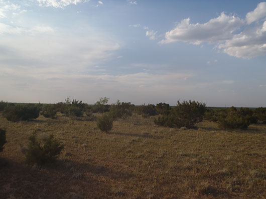 native invasive-juniper shrubland-531.jpg