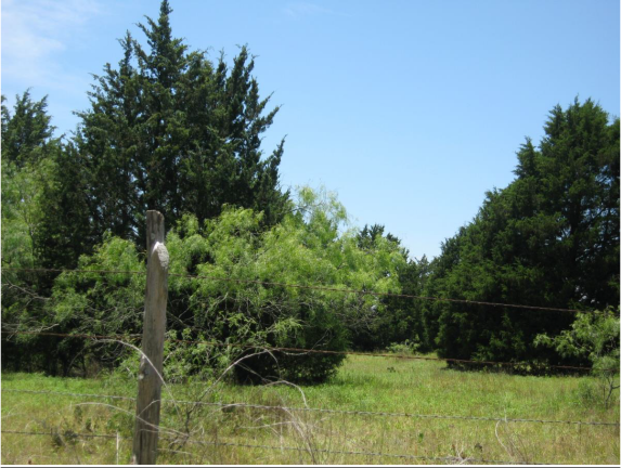 Example Native Invasive: Juniper Woodland.png Example Native Invasive: Juniper Woodland.png