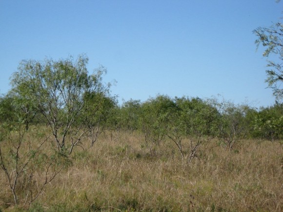 Example Native Invasive: Mesquite Shrubland.jpg Example Native Invasive: Mesquite Shrubland.jpg