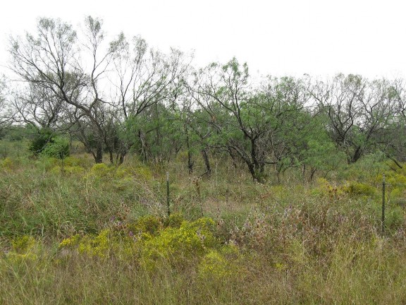 Example Native Invasive: Mesquite Woodland.jpg Example Native Invasive: Mesquite Woodland.jpg