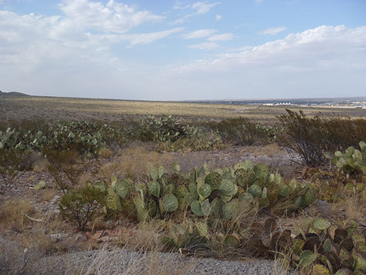 native invasive-pricklypear-698.jpg native invasive-pricklypear-698.jpg