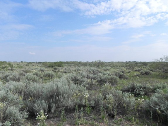 Example Native Invasive: Sand Sagebrush Shrubland.jpg