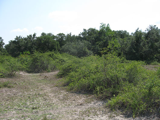 non-native invasive-rose hedge shrubland-1177.jpg