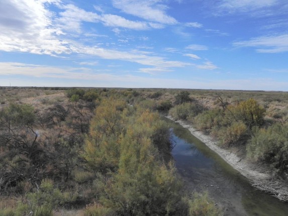 Example Non-Native Invasive: Salt Cedar Shrubland.jpg Example Non-Native Invasive: Salt Cedar Shrubland.jpg
