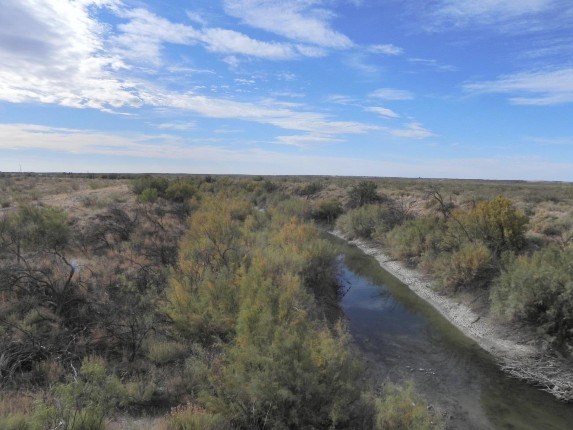 Example Non-Native Invasive: Salt Cedar Shrubland.jpg